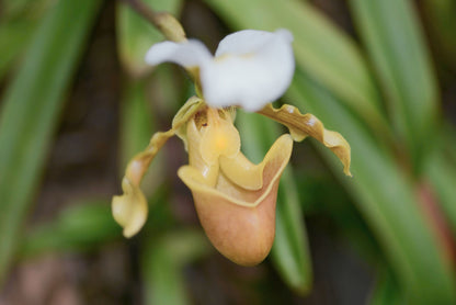 Paphiopedilum barbigerum - Blooming Size - Frognose Exotics