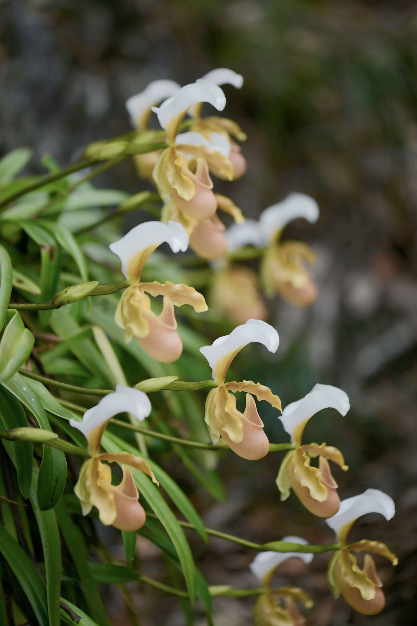 Paphiopedilum barbigerum - Blooming Size - Frognose Exotics