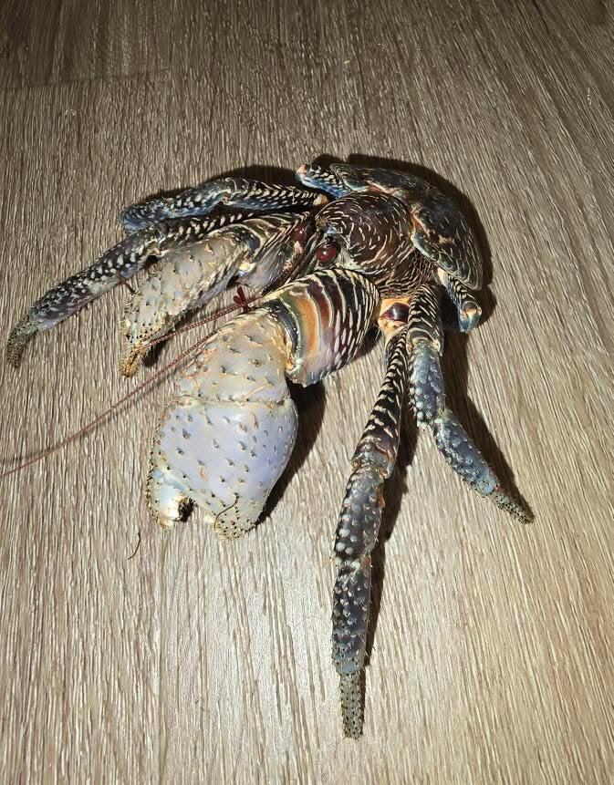 Coconut Crab (Birgus latro)