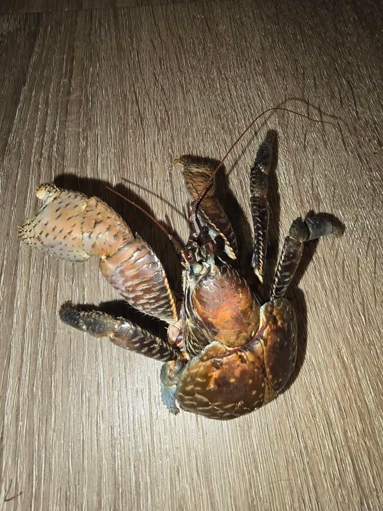 Coconut Crab (Birgus latro)