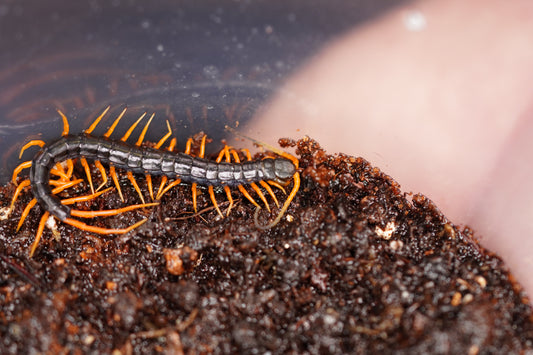 Scolopendra Sp Java Black Giant CBB Pedelings