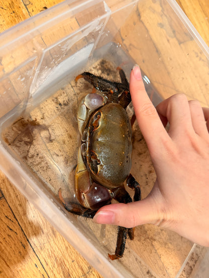 Brown Land Crab (Cardisoma carnifex)