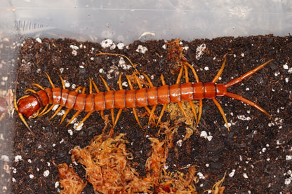 Hispaniola Red Giant (Scolopendra alternans) 4-5 inch Yearling Juveniles