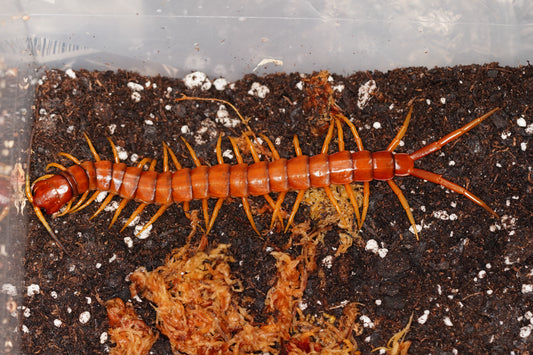 Hispaniola Red Giant (Scolopendra alternans) 4-5 inch Yearling Juveniles