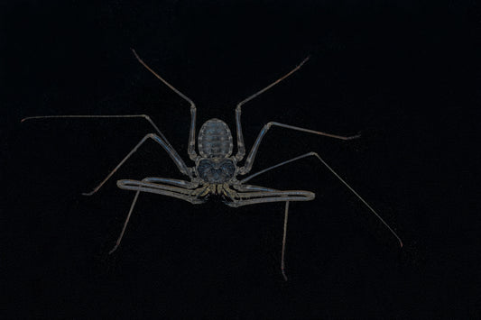 Phrynichus orientalis