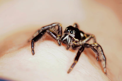 Hyllus giganteus Giant Jumping Spider - Frognose Exotics