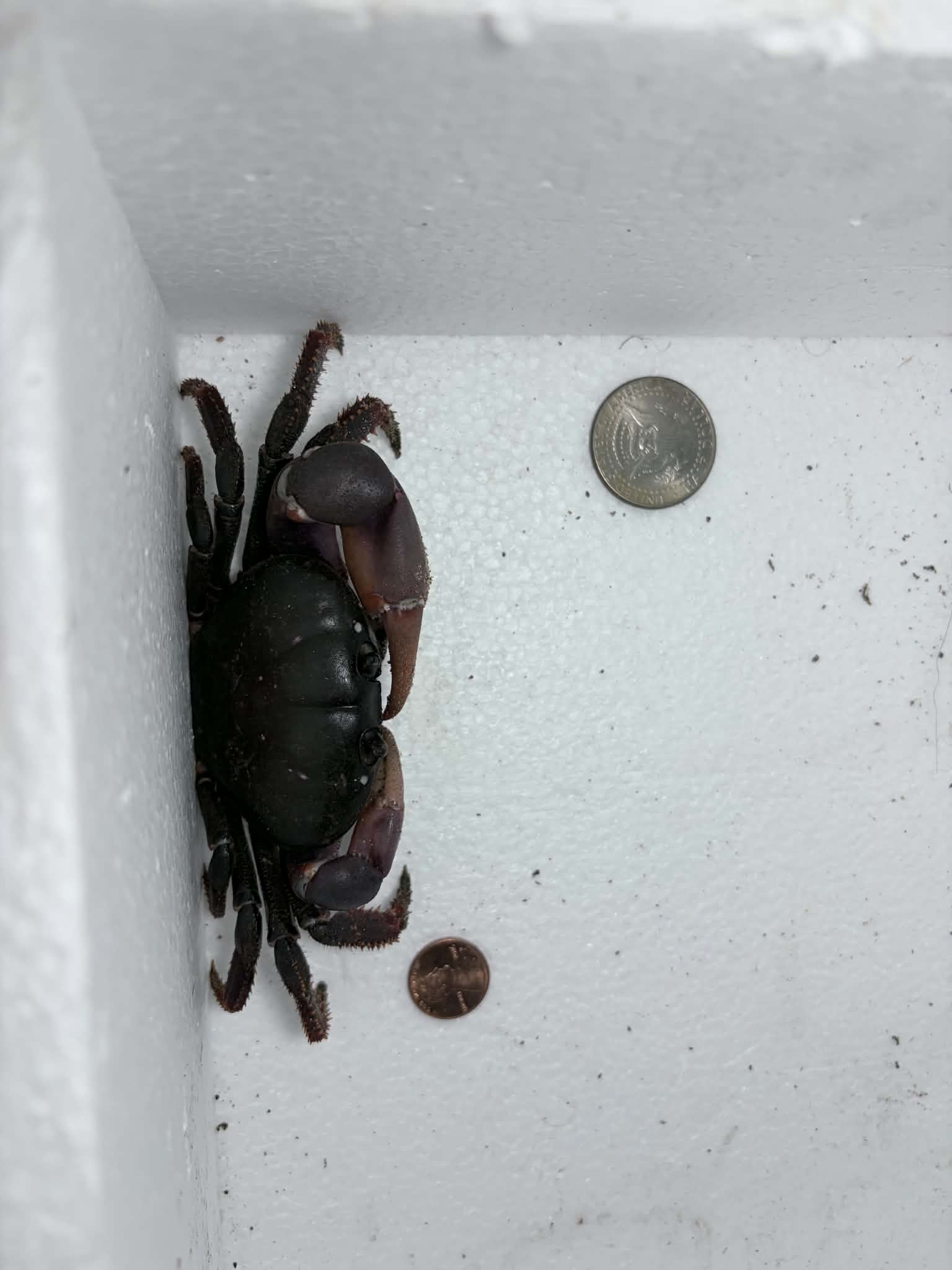 Johngarthia weileri - Frognose Exotics