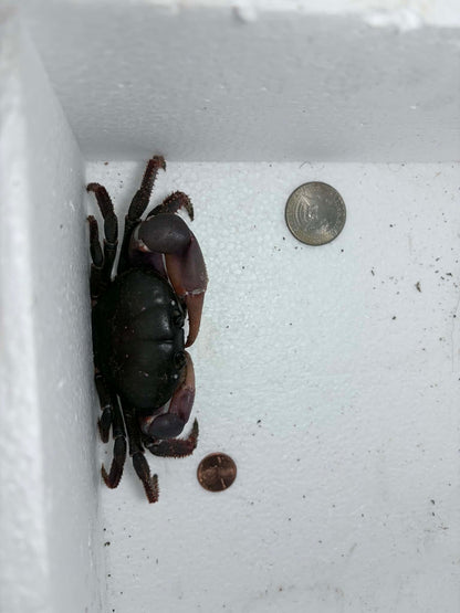 Johngarthia weileri - Frognose Exotics