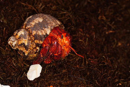 Coenobita perlatus Strawberry Hermit Crab