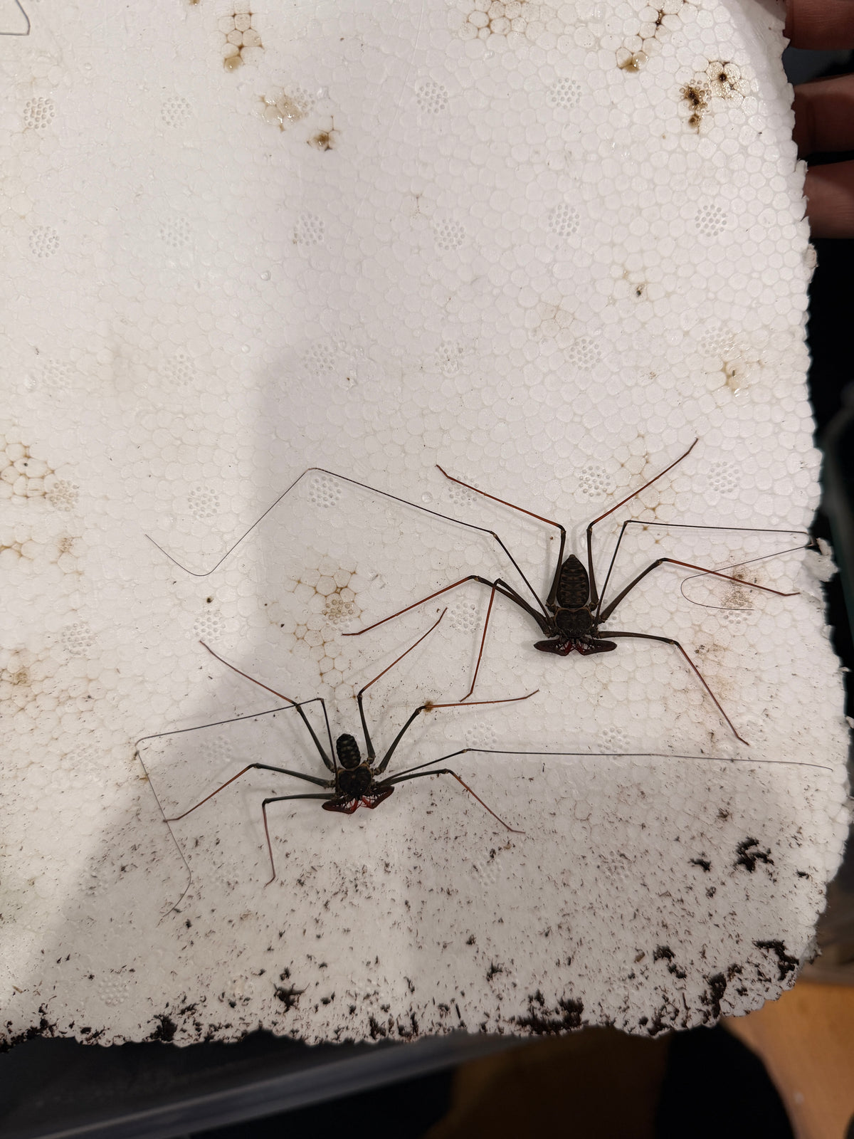 Heterophrynus longicornis Tailless Whip Scorpion