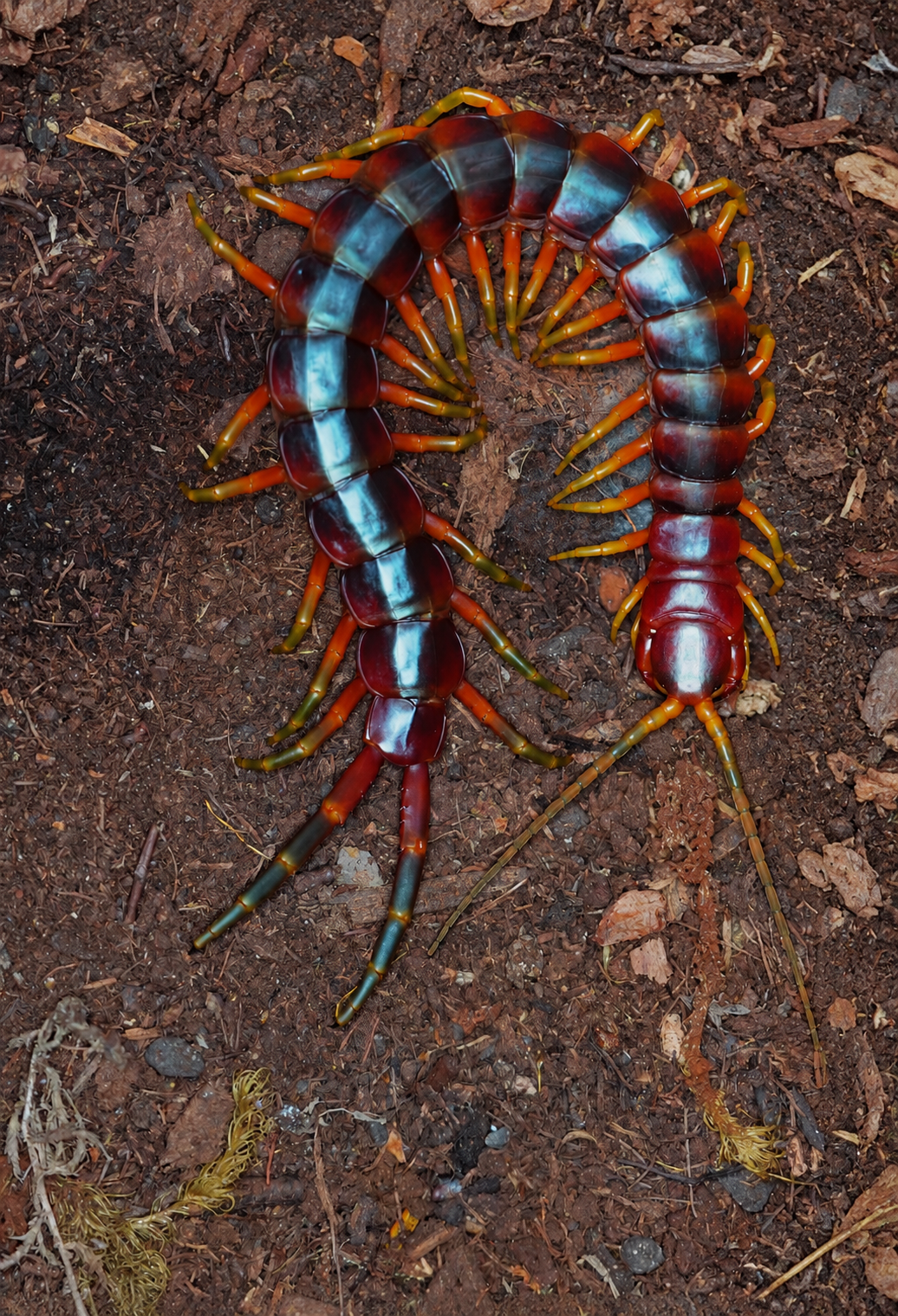 Scolopendra galapagoensis tricolor