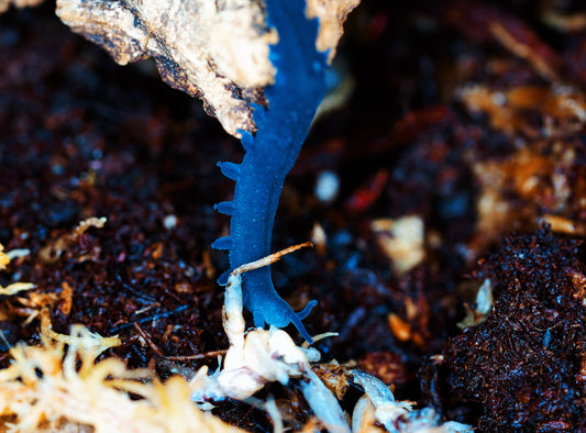 Blue Velvet Worm (Euperipatoides rowelli)