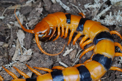 Indian Tiger Centipede (Scolopendra hardwickei) Subadult