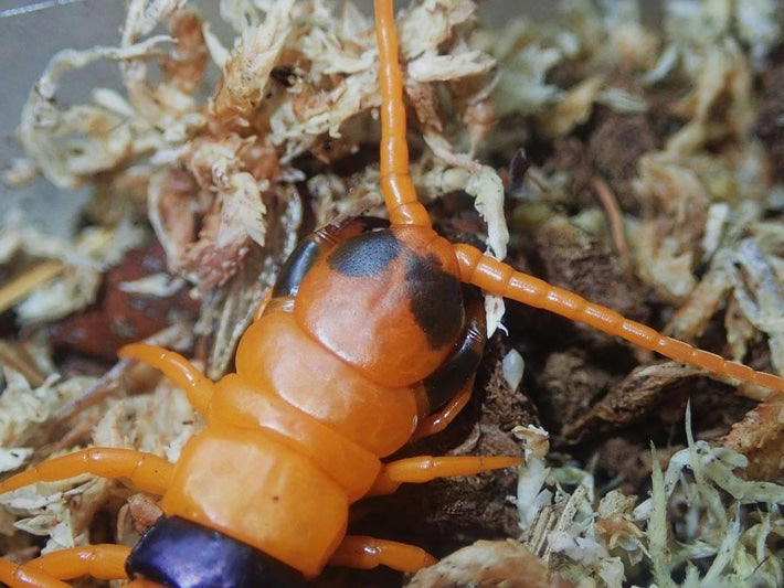 Indian Tiger Centipede (Scolopendra hardwickei) Subadult