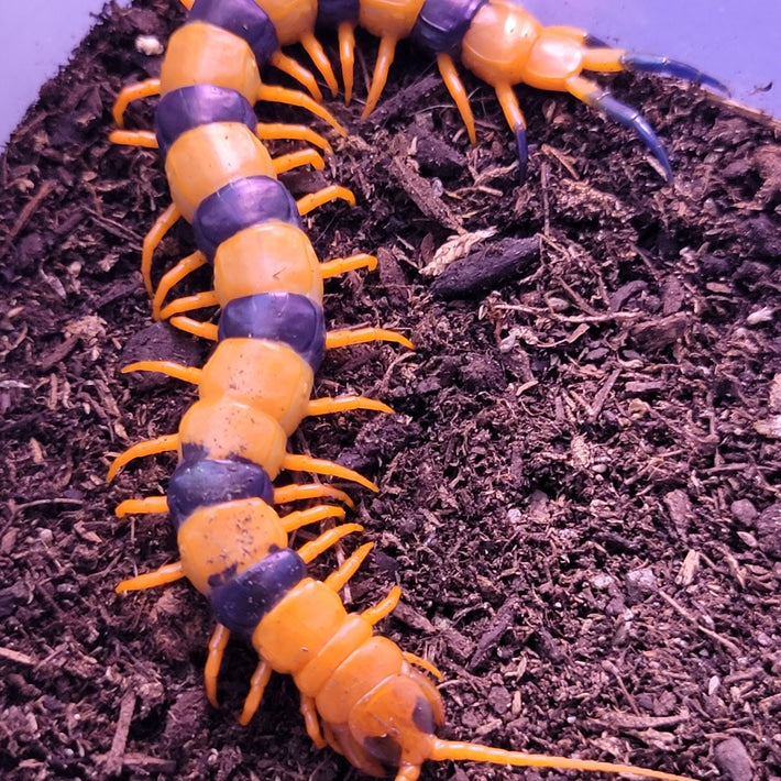 Indian Tiger Centipede (Scolopendra hardwickei) Subadult