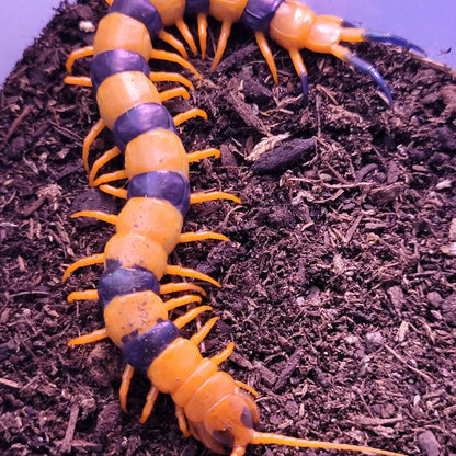 Indian Tiger Centipede (Scolopendra hardwickei) Subadult