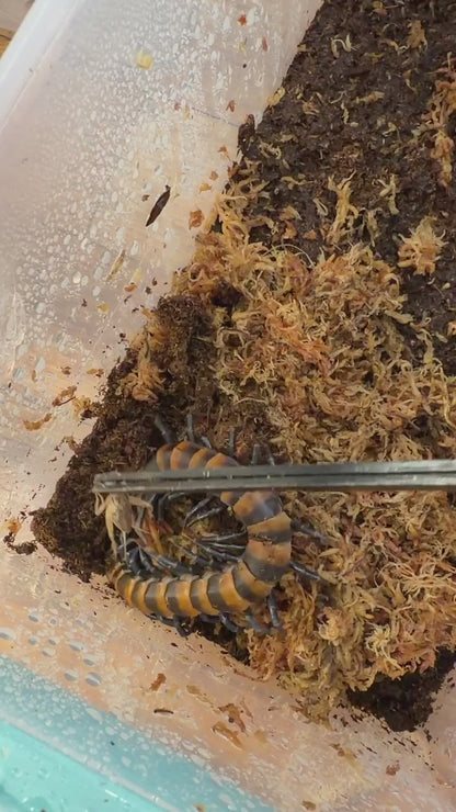 Scolopendra piceoflava - Black Angel