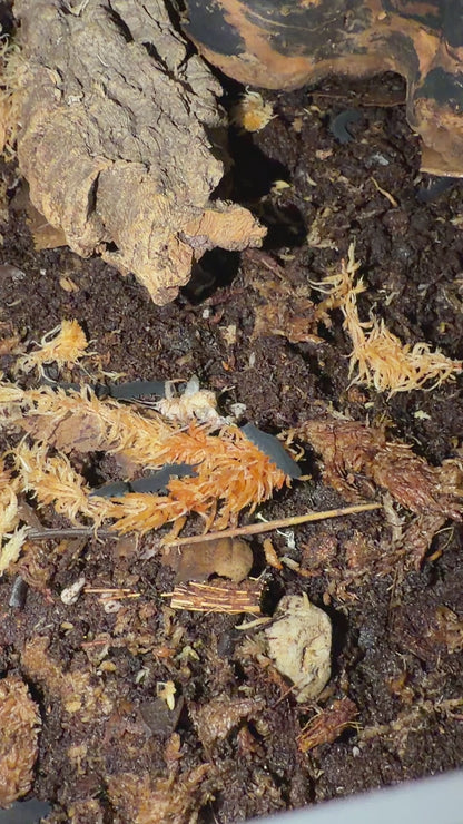 Blue Velvet Worm (Euperipatoides rowelli)
