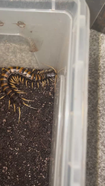 Scolopendra Subspinipes Piceoflava