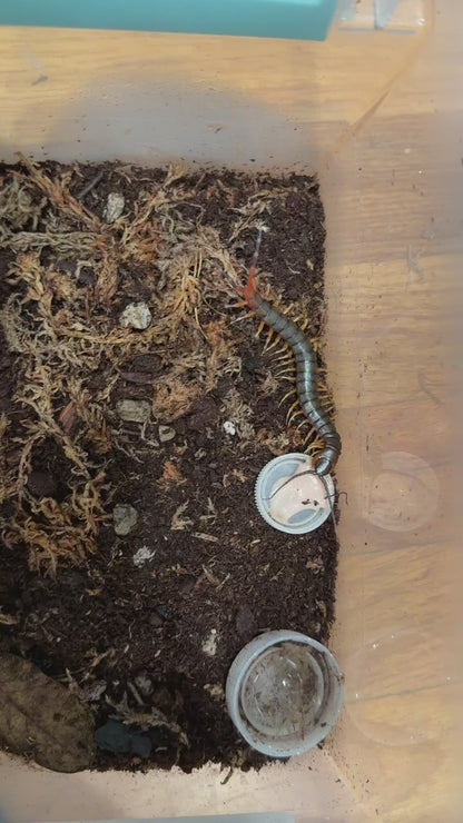 Scolopendra gigantea