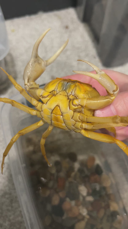 Golden Pirate Crab (Vietorintalia rubrum)