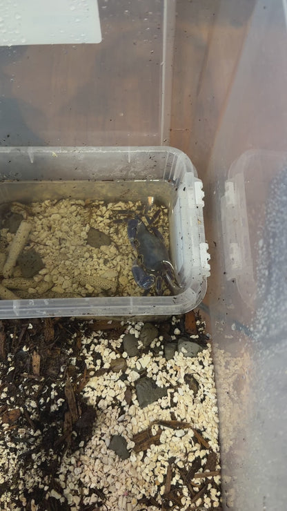 Space Marine Crab (Tiwaripotamon caeruleum)
