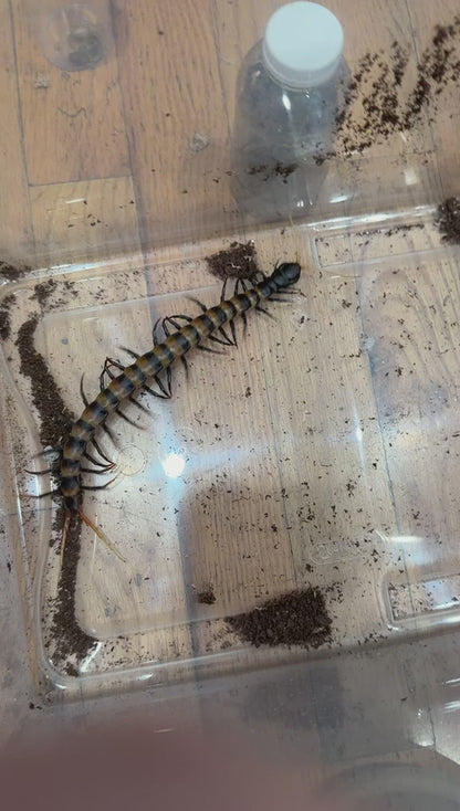 Scolopendra piceoflava - Black Angel