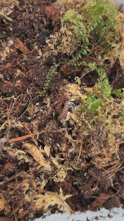 Millipede Centipede Pedeling (Edentistoma octosulcatum)