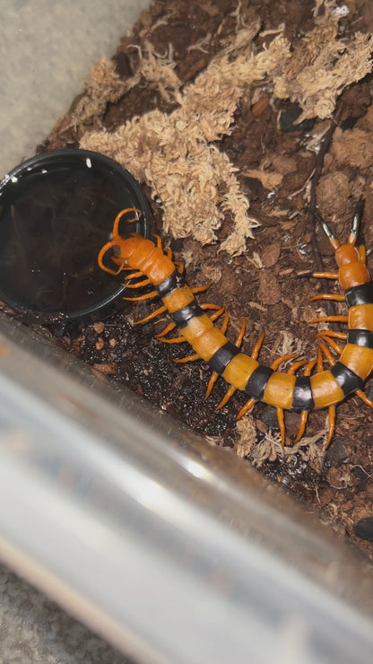 Indian Tiger Centipede (Scolopendra hardwickei) Subadult