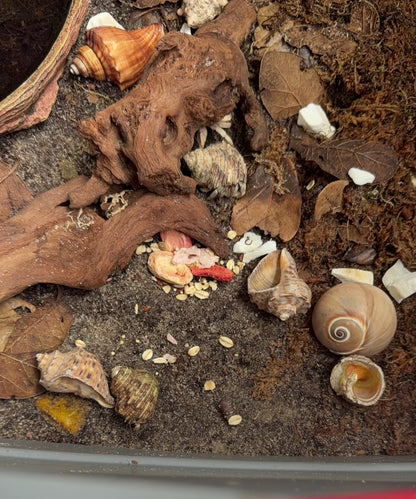 Coenobita rugosus