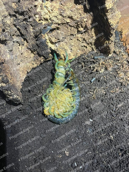 Halcyon Giant Centipede (2i) (Scolopendra alcyona) - Frognose Exotics