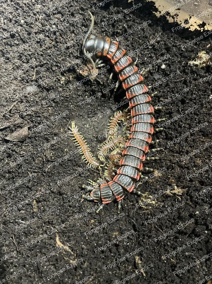 Millipede Centipede (Edentistoma octosulcatum) - Frognose Exotics
