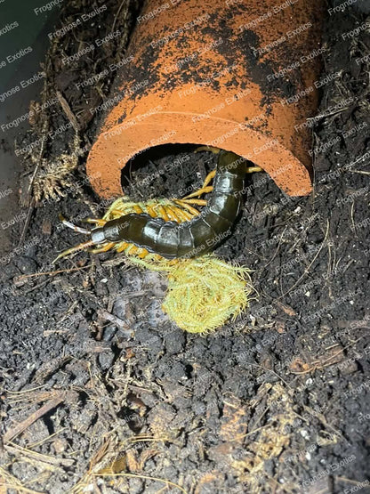 Black Dragon Centipede (5i) - Frognose Exotics